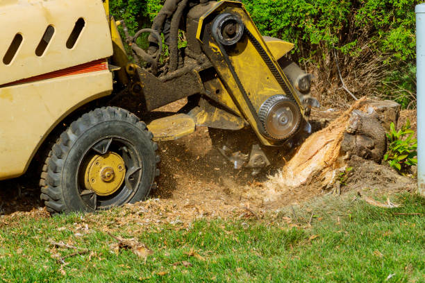 Best Local Tree Services  in Clovis, NM